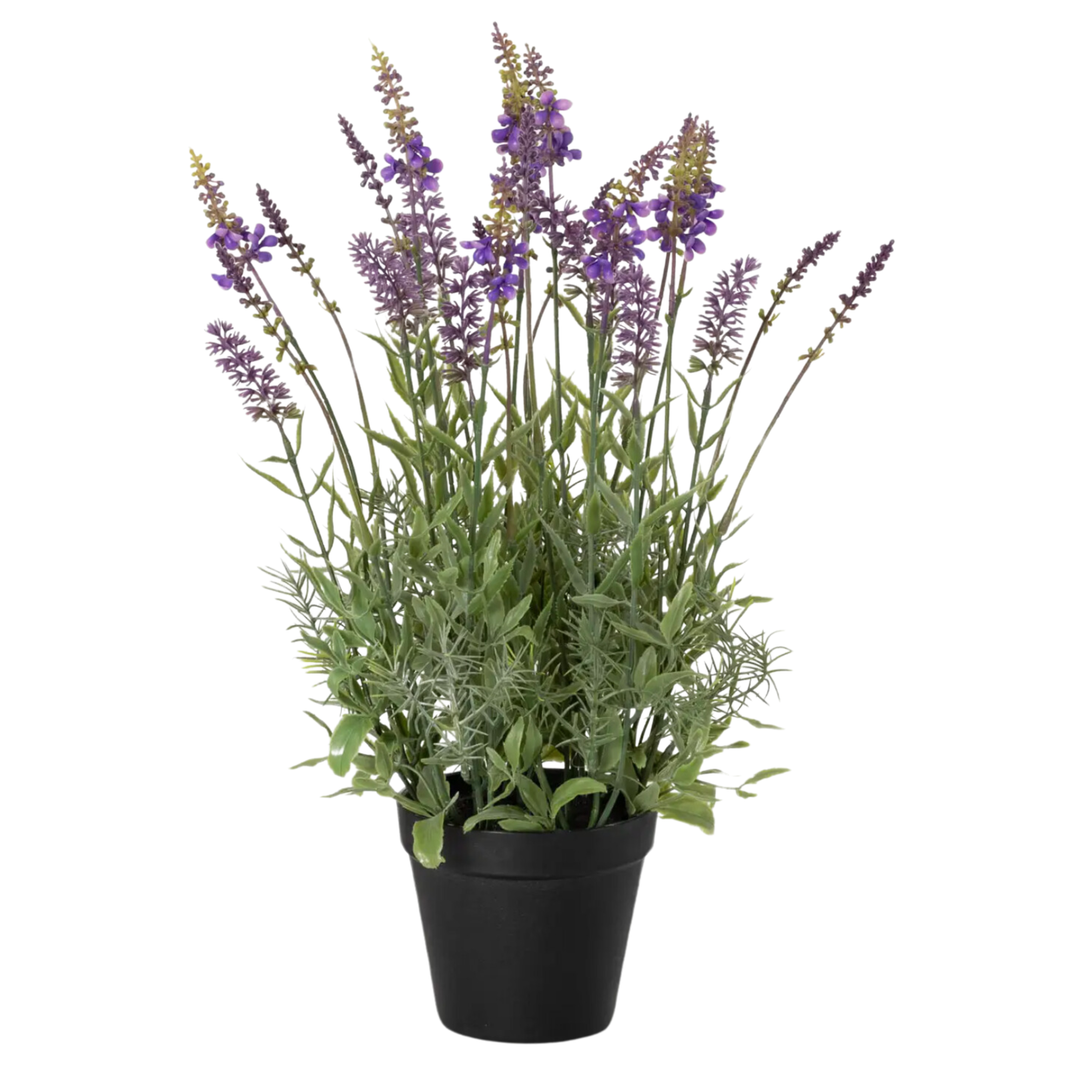 SULLIVAN DESIGN SERVICES Black-Potted Lavender Plant